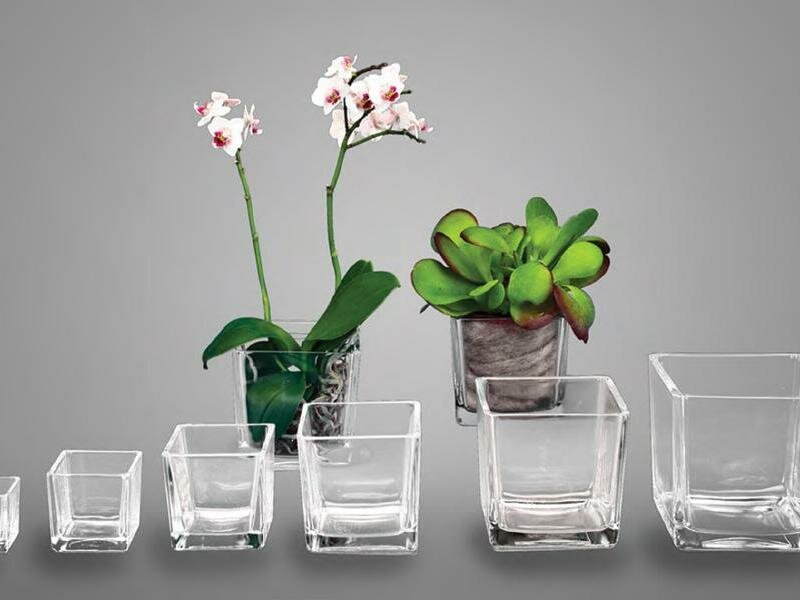 Можно ли выращивать орхидею в стекле в домашних условиях