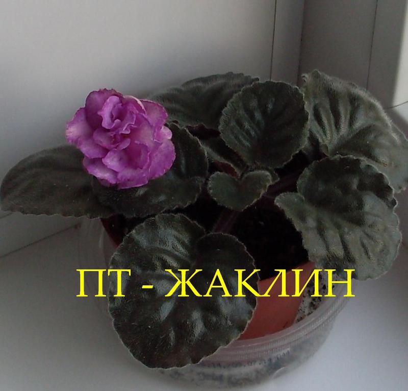 Фиалки селекционера татьяны пугачевой: «натали», «эленика» и другие прекрасные цветы