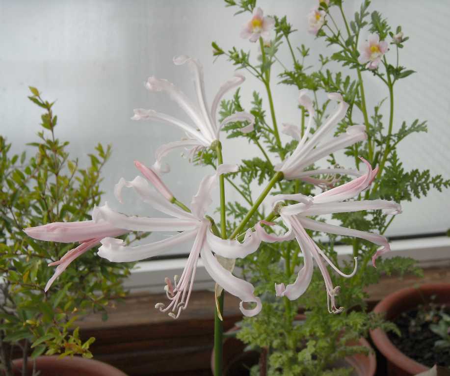 Нерина цветок фото
