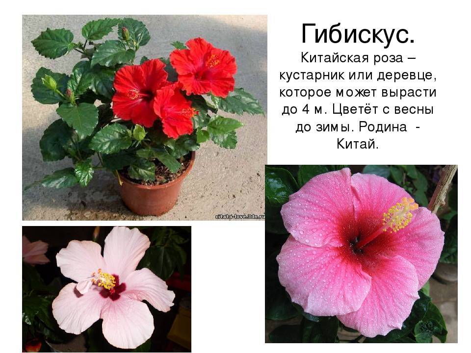 Гибискус: описание, выращивание, уход | 75 фото +отзывы