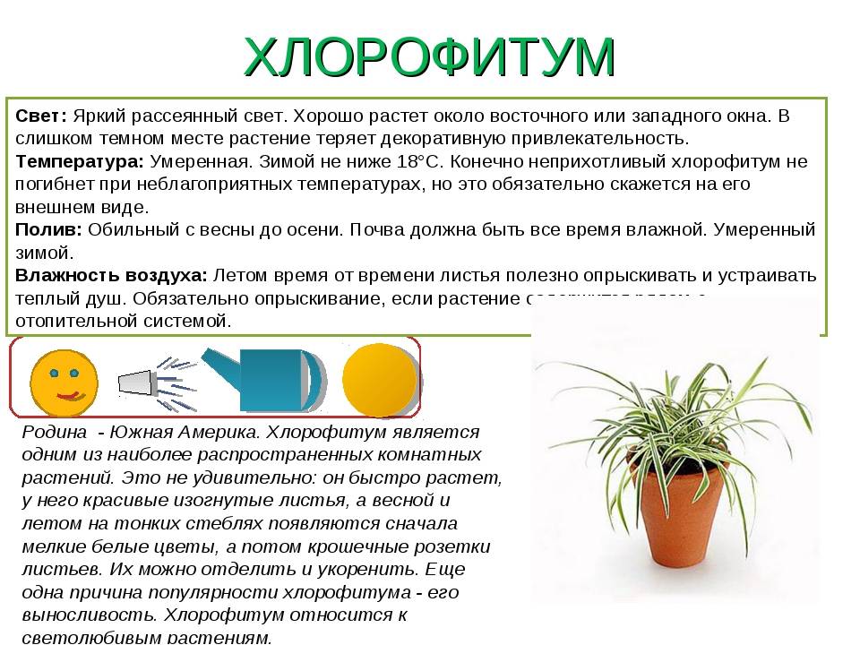 Пахифитум – уход в домашних условиях. выращивание пахифитума, пересадка и размножение. описание, виды. фото