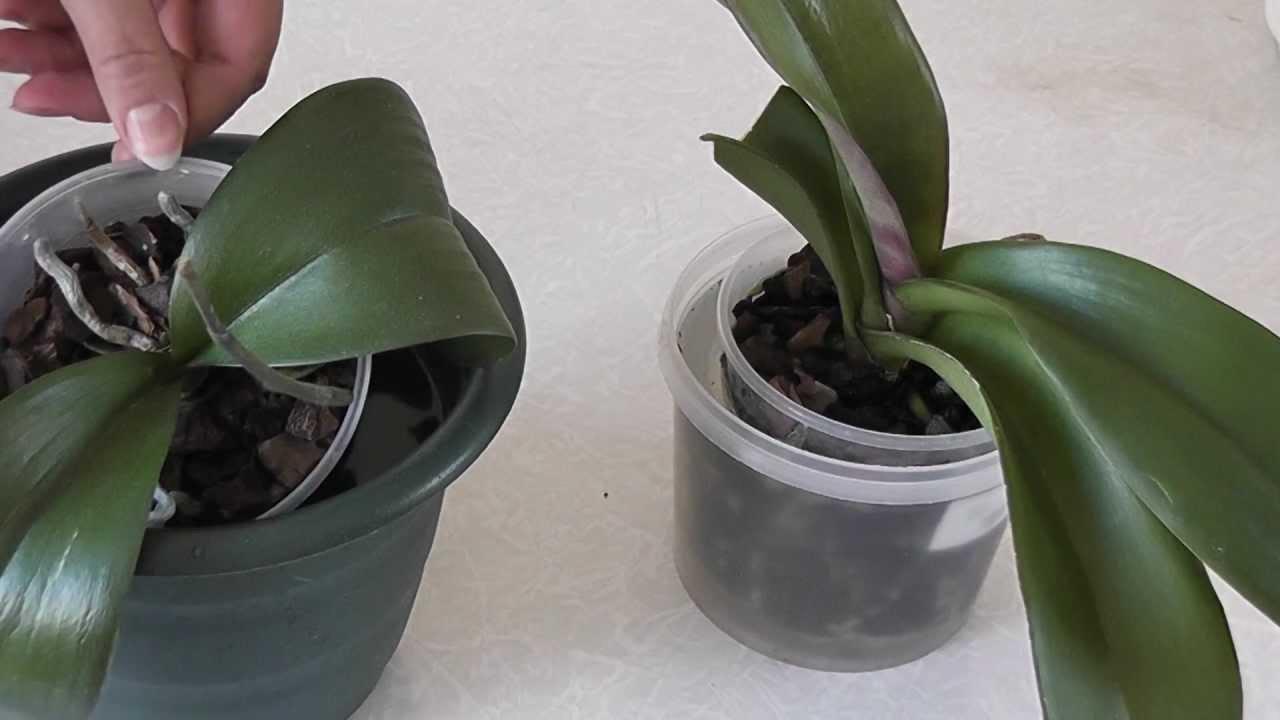 Как полить орхидеи в домашних условиях: температура воды и периодичность