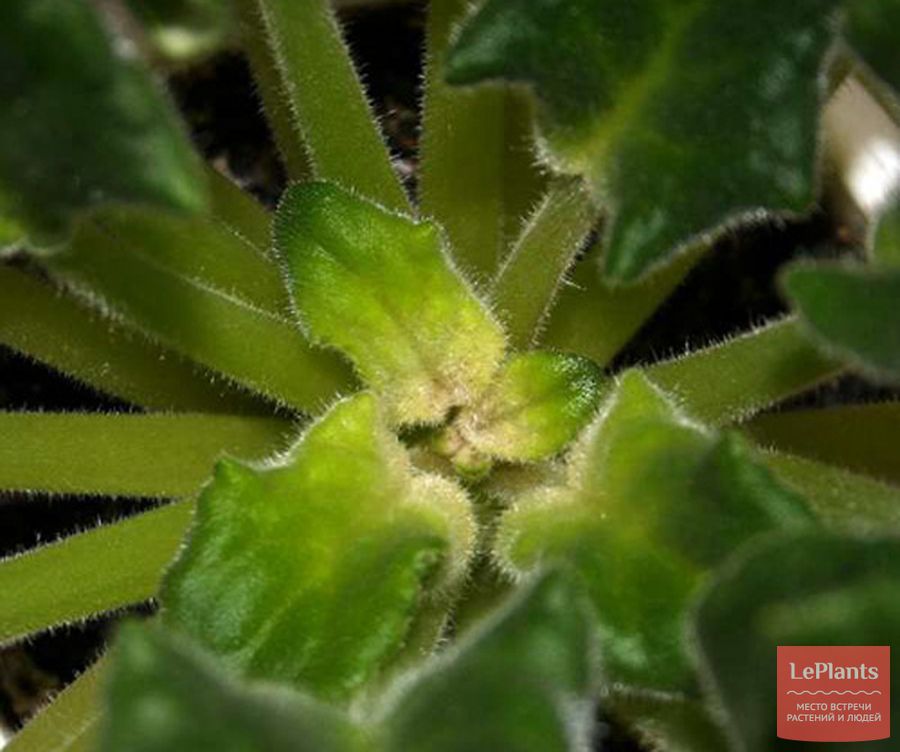 Болезни фиалок — профилактика и уход за больными растениями