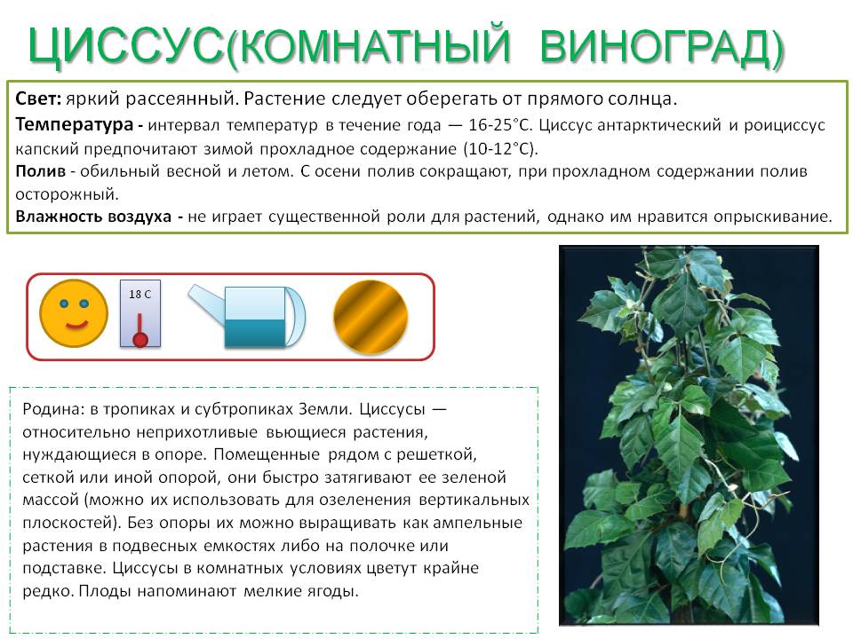 Циссус домашний - фото, уход, размножение комнатного растения, болезни