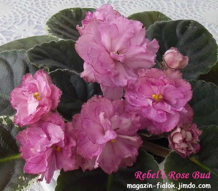 Пеларгония australien pink rosebud: особенности сорта и правила выращивания