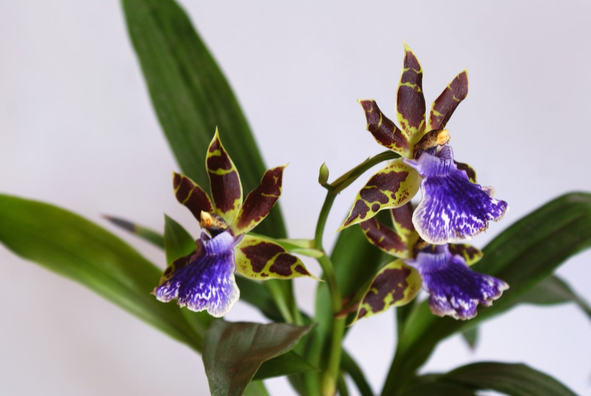 Орхидея зигопеталум — посадка и уход в домашних условиях