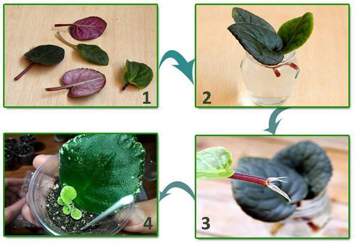 Уход за комнатными сенполиями фиалками и их размножение листом и делением пошагово с фото