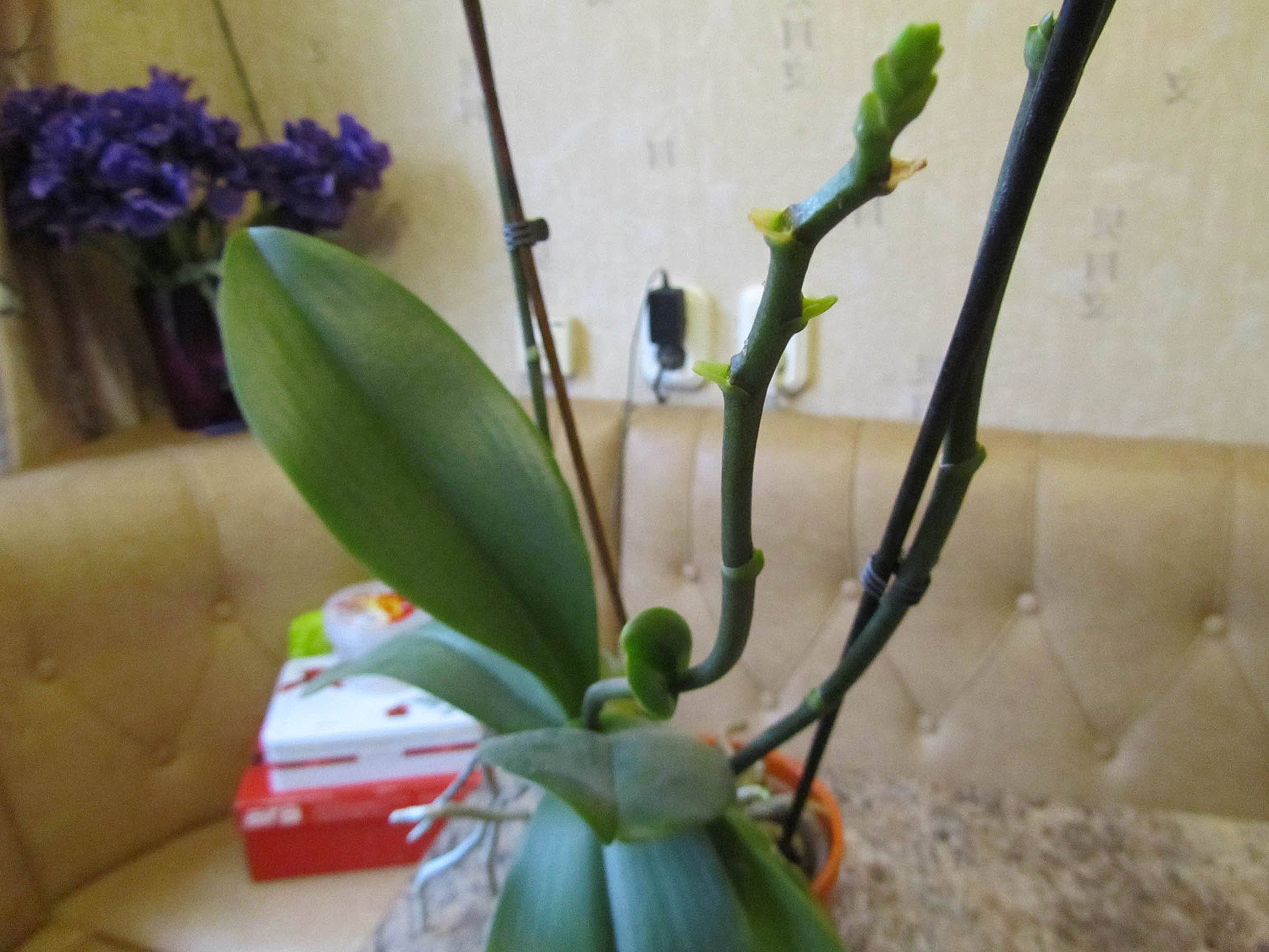 Что делать дальше, когда орхидея отцветает — рекомендации опытных цветоводов