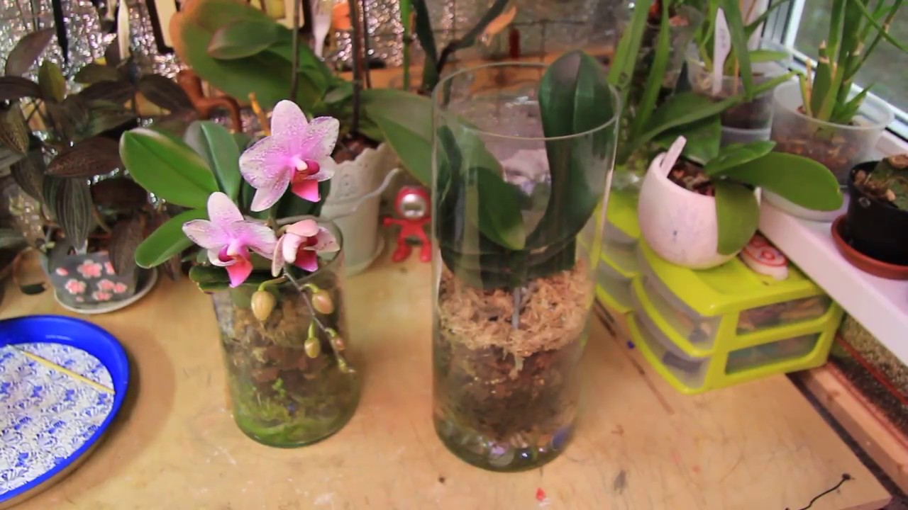 Экспериментальное выращивание орхидеи в закрытой системе