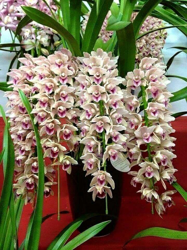 Виды орхидей фото и названия виды орхидей фото и названия
