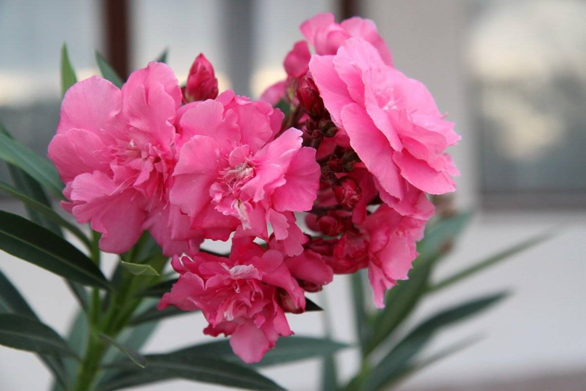 Красавец олеандр: описание цветка и правила ухода в домашних условиях