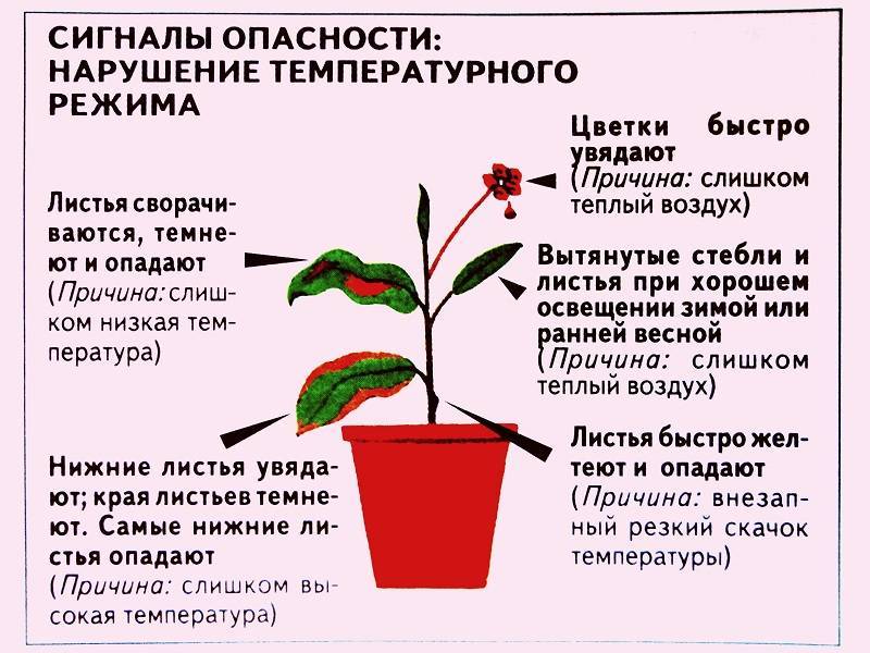 Пересадка орхидеи в домашних условиях: правила, когда и как правильно лучше перемещать фаленопсис в больший горшок, что нужно для последующего цветения - видео на русском языке с фото пошагово