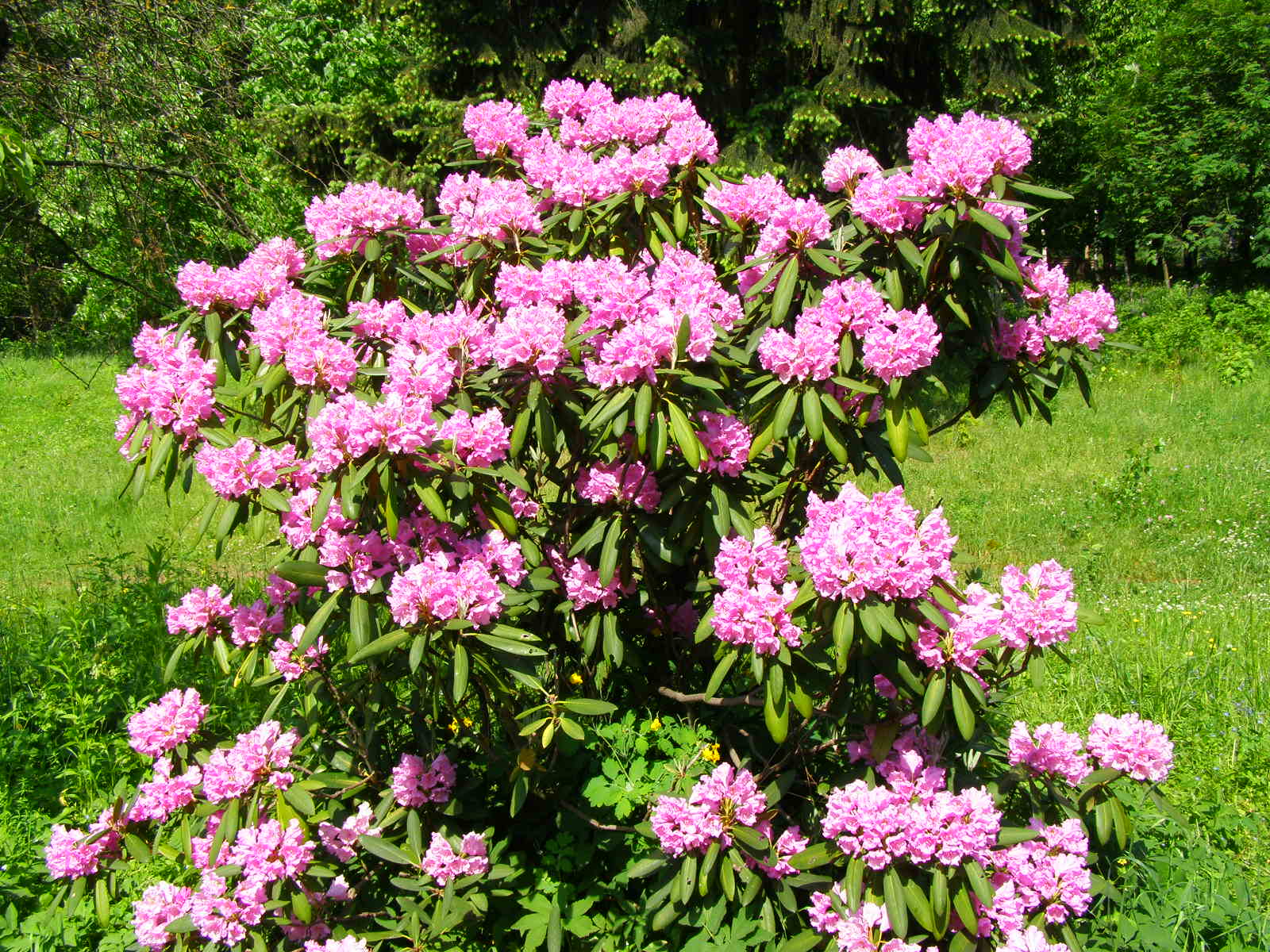 Карликовый рододендрон: описание низкорослых сортов людлови врен (rhododendron wren), баден-баден, аметист, крумлов, их фото и правила ухода за нимидача эксперт