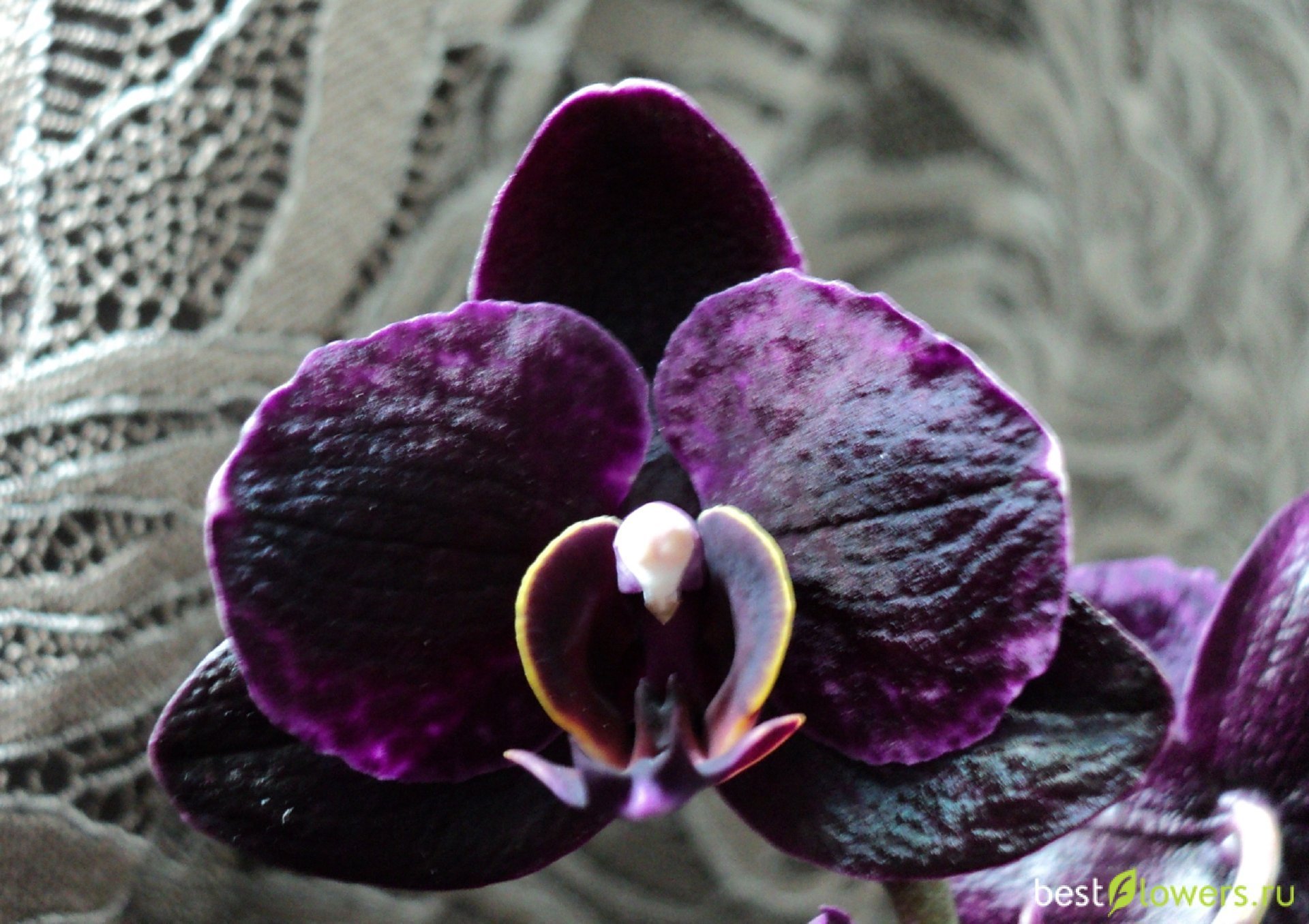 Орхидея Фаленопсис Черная