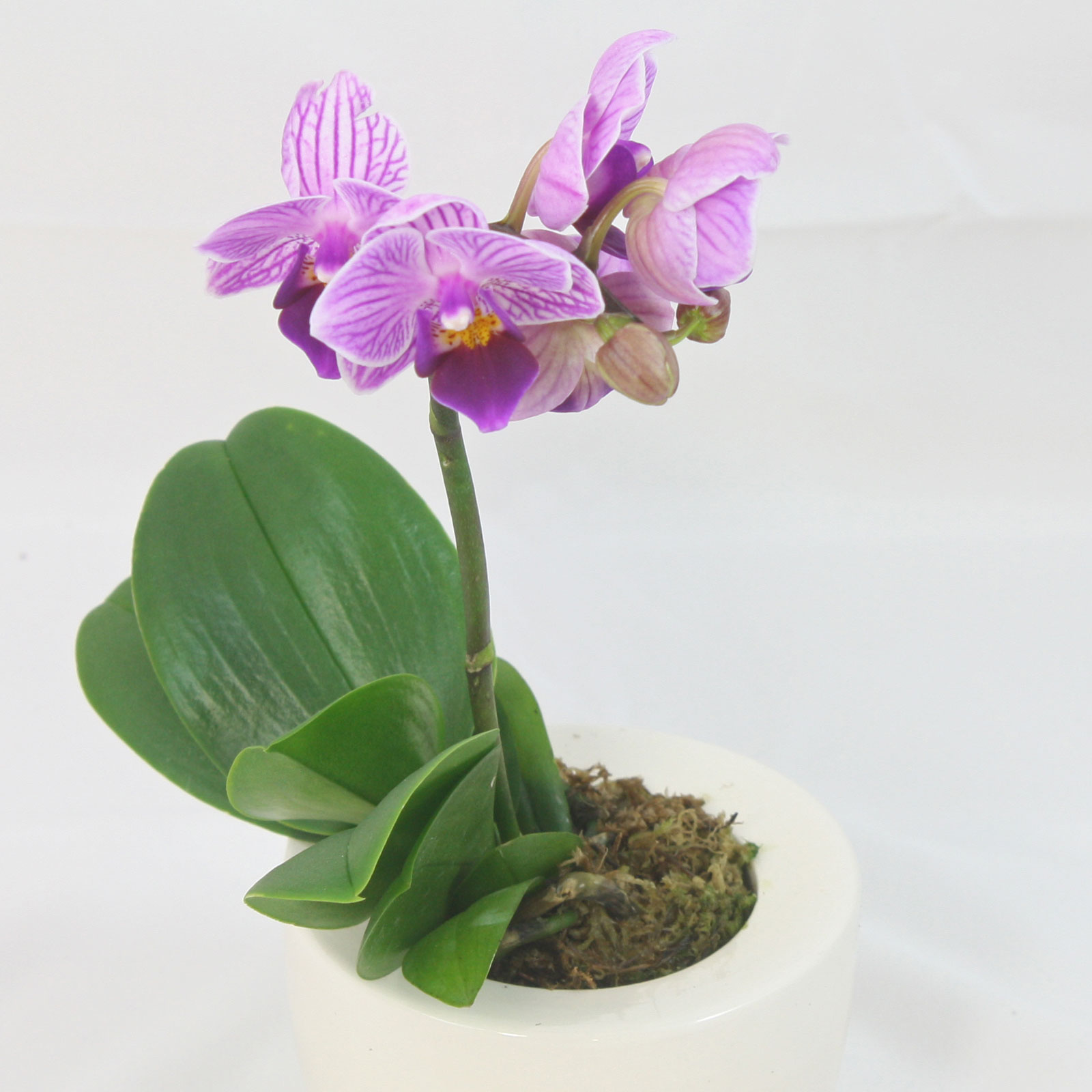 Мини орхидеи сорта с фото и названиями