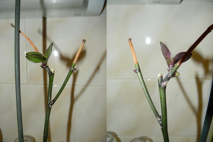 Можно ли обрезать сухие. Обрезать орхидею. Подрезание орхидеи. Обрезка орхидеи после цветения. Орхидея обрезать цветонос.