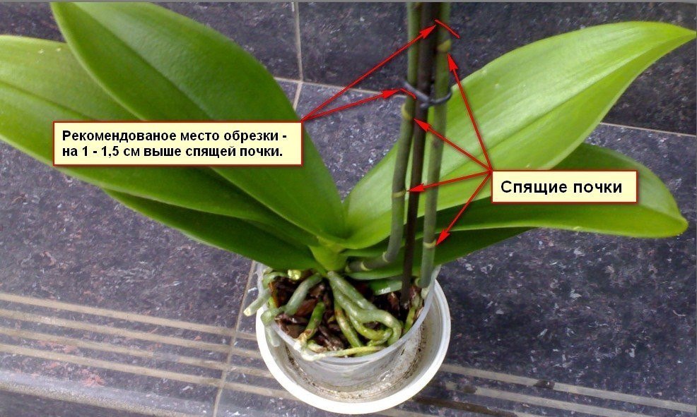 Способы как реанимировать орхидею — если сгнили корни или без корней