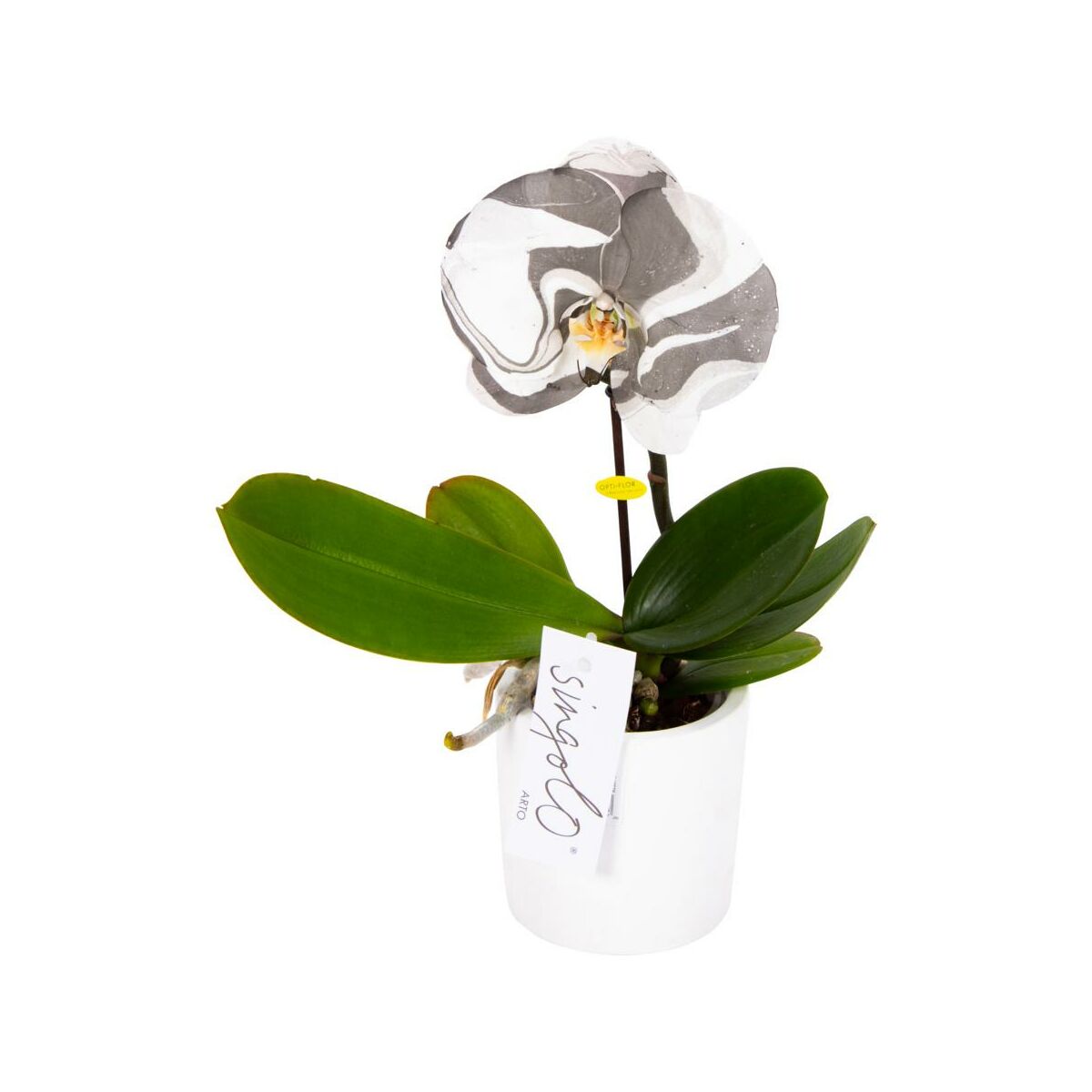 Синголо орхидея фото