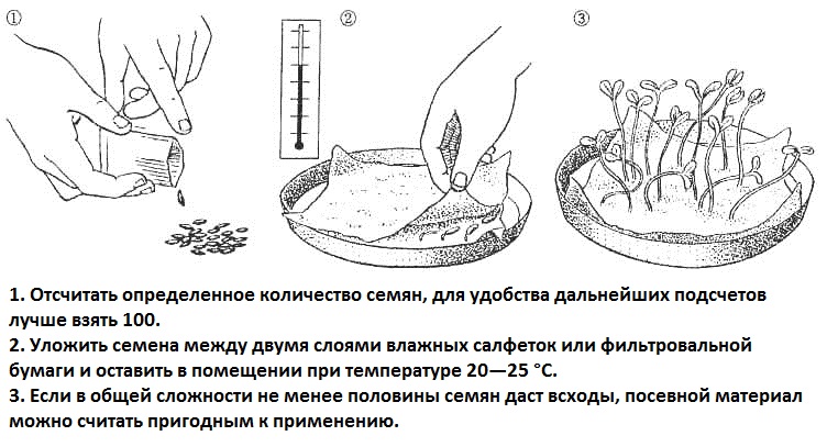 Первым делом рекомендуется провести проверку плотности семенного материала, что поможет убрать пустышки и оставить лишь те семена, которые могут дать росток