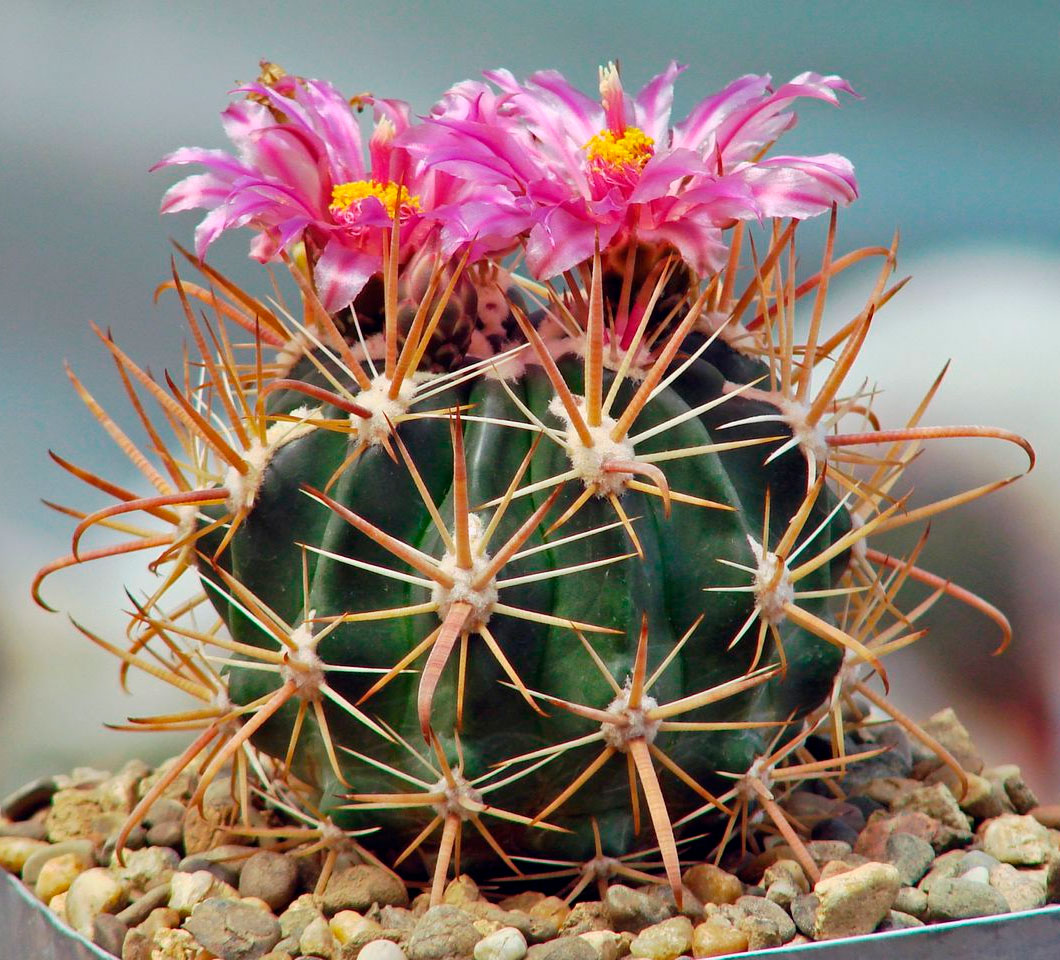 Цветок замиокулькас – описание, уход и размножение в домашних условиях