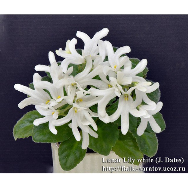 Lunar lily white фиалка фото