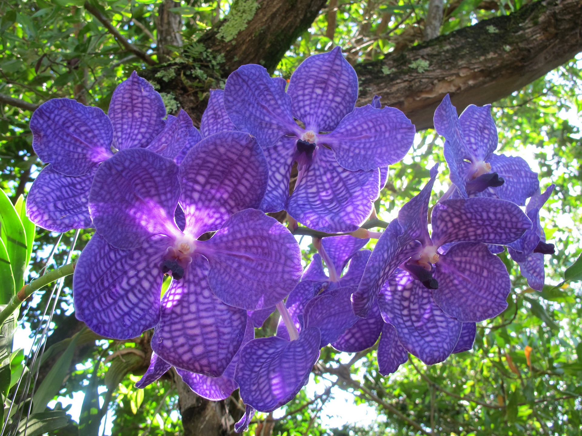 Орхидеи в природе — где растут и как размножаются