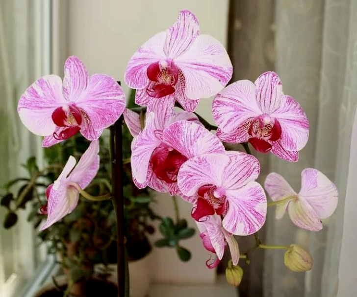 Орхидей фаленопсис фото и названия