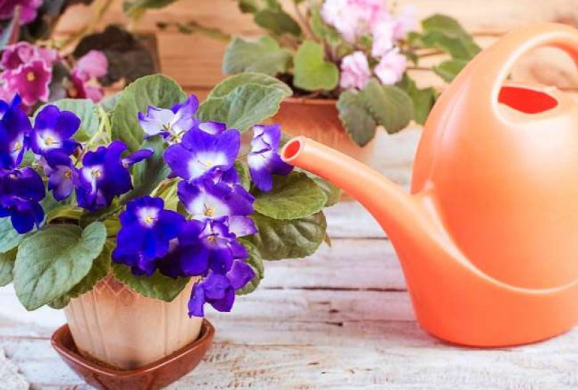 10 дешевых средств для пышного цветения фиалки