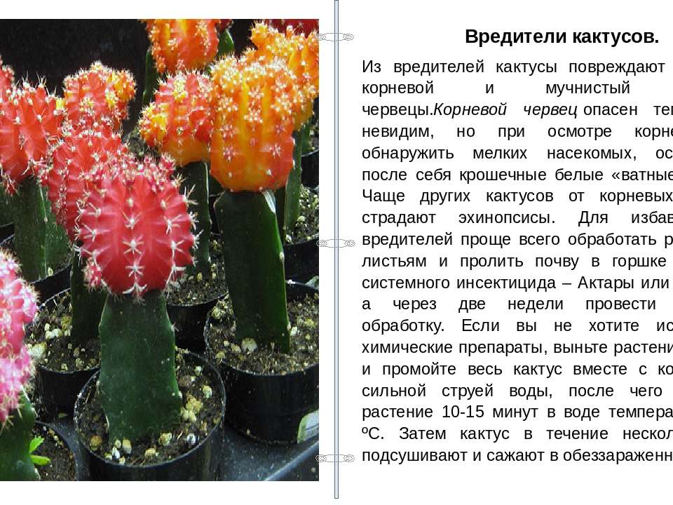 Кактус эхинопсис: фото, выращивание, уход