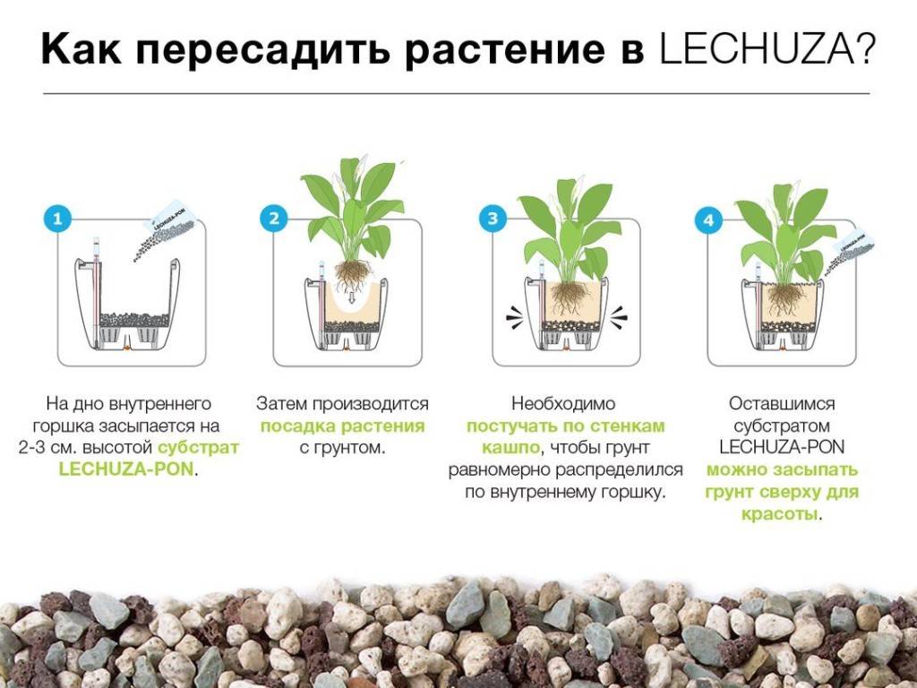 Орхидеи из вьетнама: особенности ухода. как посадить орхидею - мы дачники