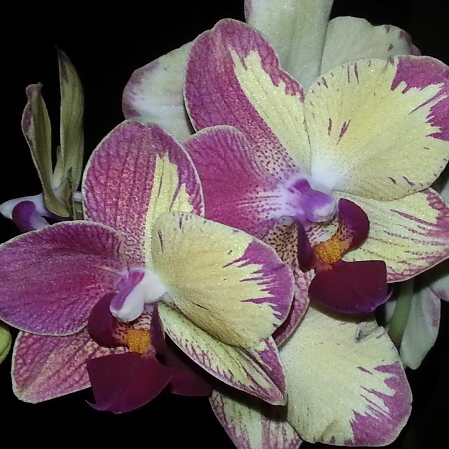 Орхидея торино фото и описание сорта