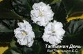 Фиалка татьянин день (б. макуни): правила ухода, фото и описание растения