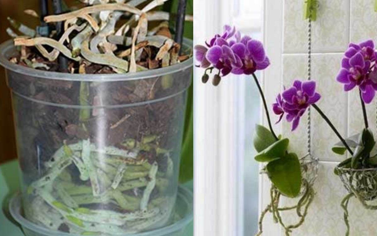 Как ухаживать за орхидеями – 7 шагов для новичка