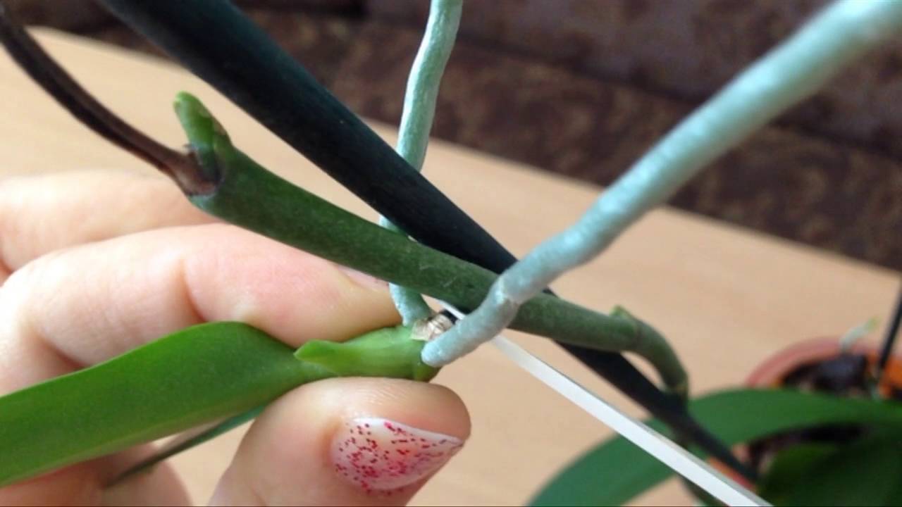 Как пересадить детку орхидеи в домашних условиях