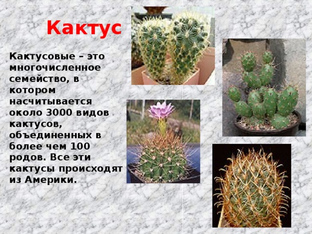 Многолетнее цветущее растение кактус Cactaceae является частью семейства Кактусовые Данное семейство разделяют на 4 подсемейства Интересно, что название кактус пришло из греческого языка