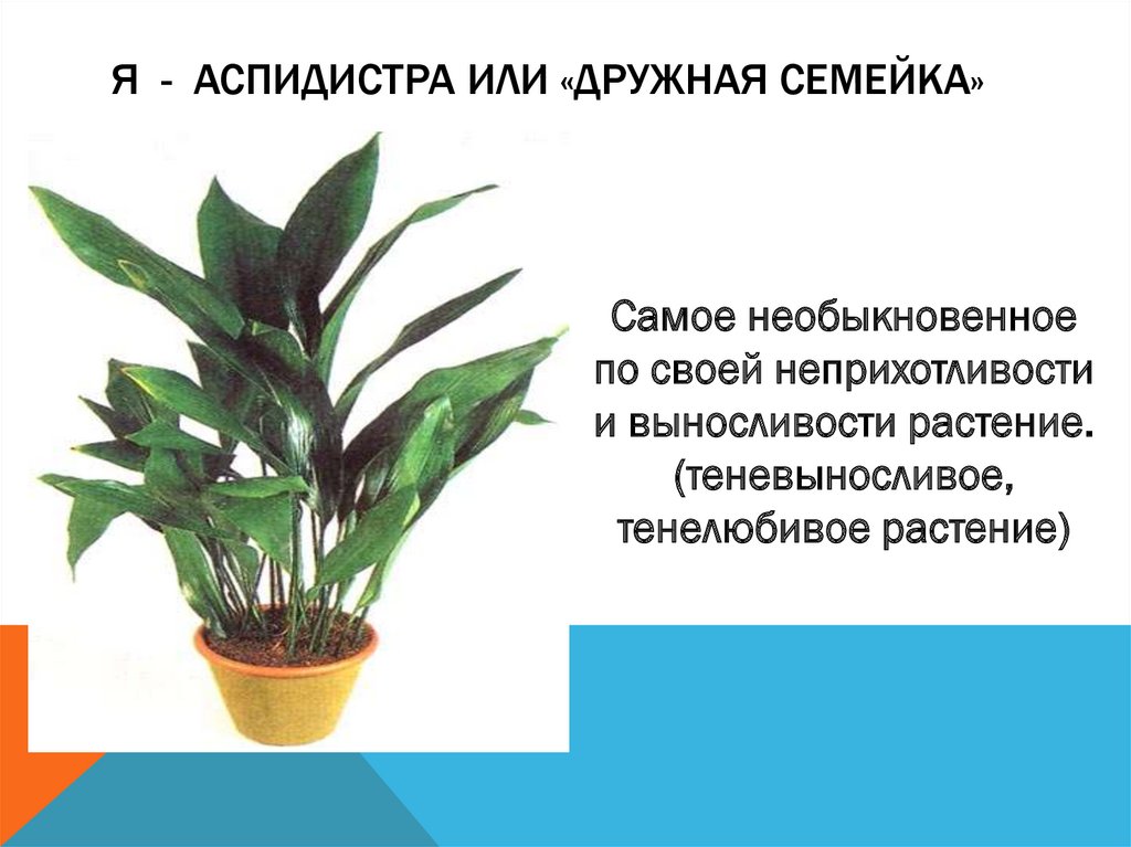 Комнатный цветок аспидистра: уход в домашних условиях, фото