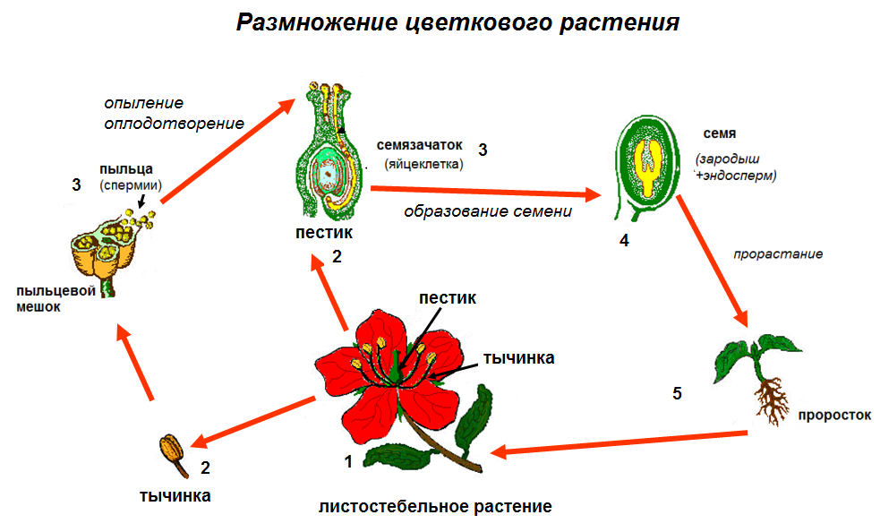 Генеративный цикл. Схема опыления и оплодотворения цветкового растения 6 класс. Схема полового размножения покрытосеменных растений. Половое размножение покрытосеменных растений схема. Процесс размножения покрытосеменных растений схема.