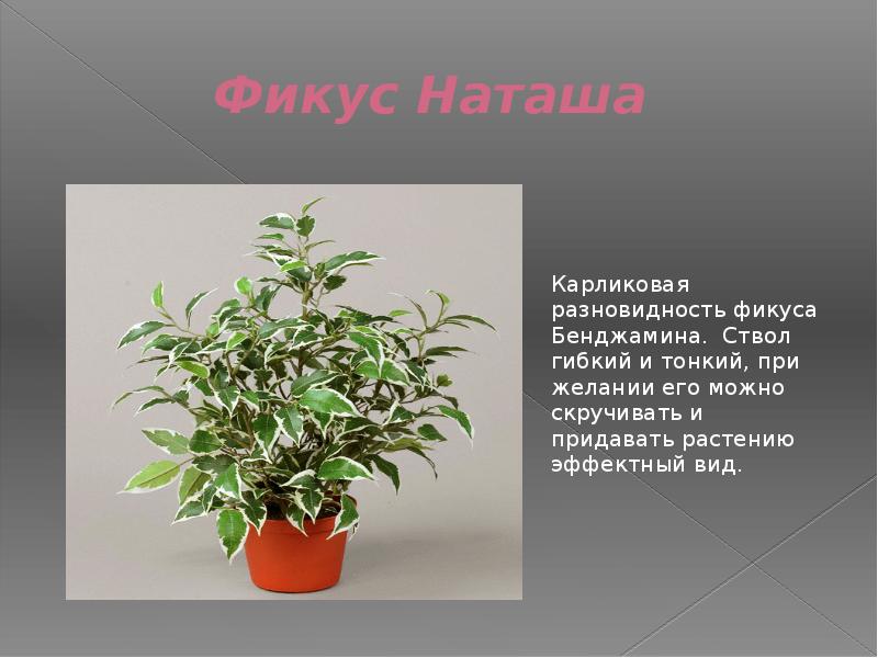 Фикус бенджамина: уход в домашних условиях, размножение