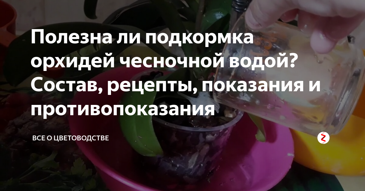Янтарная кислота для орхидей: как применять для подкормки, инструкция, правила приготовления