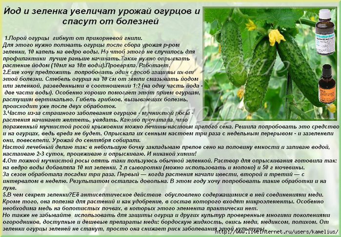 Подкормка орхидей в домашних условиях: как удобрять при цветении