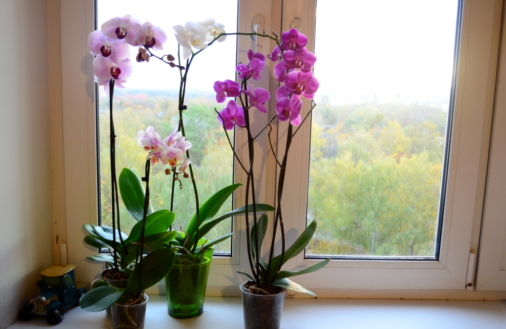 Как ухаживать за орхидеей дома после цветения