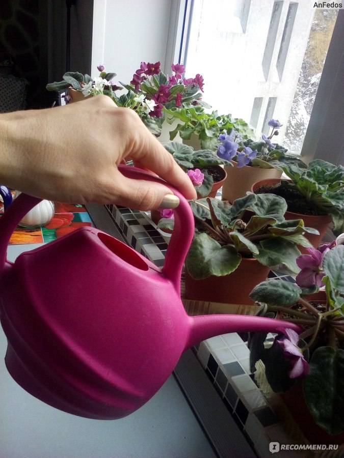 Правильный полив фиалок в домашних условиях: как поливать растения в горшке