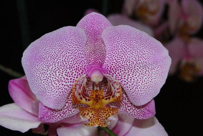 Очарование экзотики: богатая история и видовое разнообразие розового фаленопсиса. уход за растением