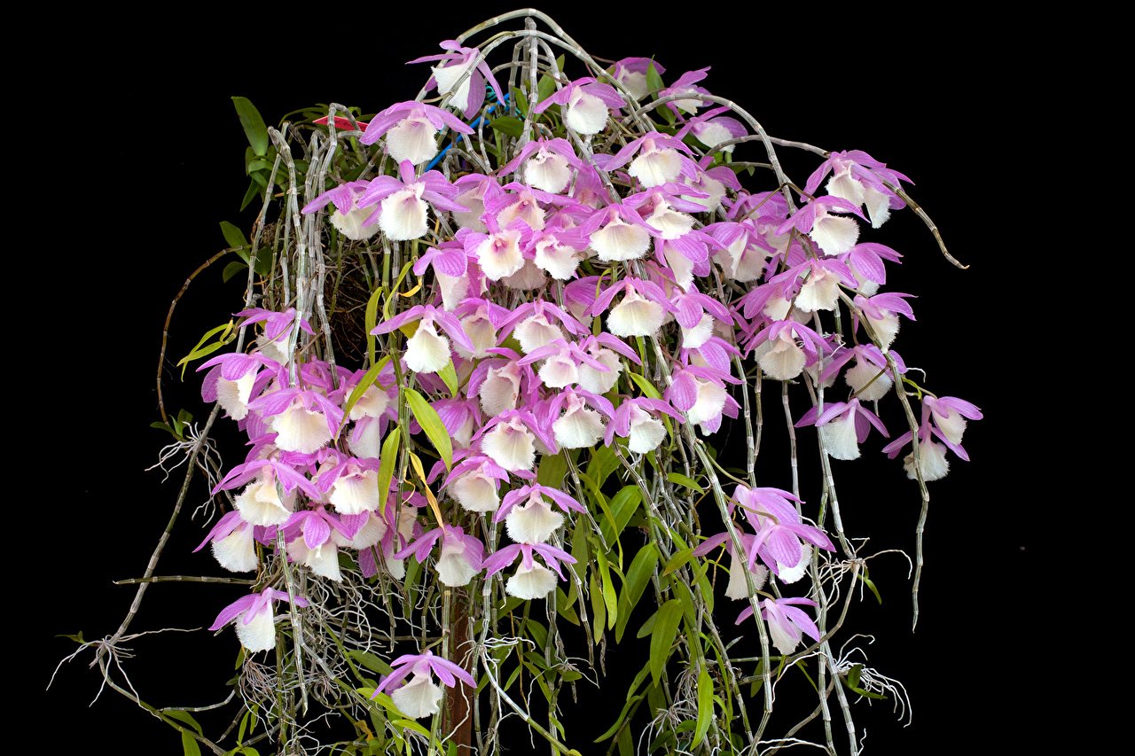 Ампельная Орхидея