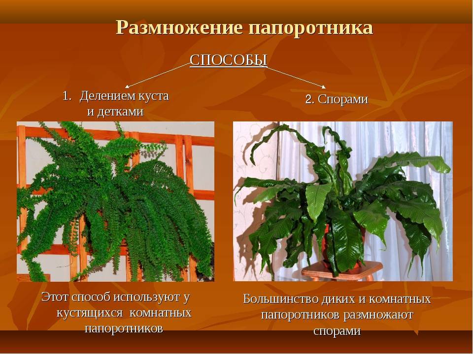 Асплениум | floravdome.ru