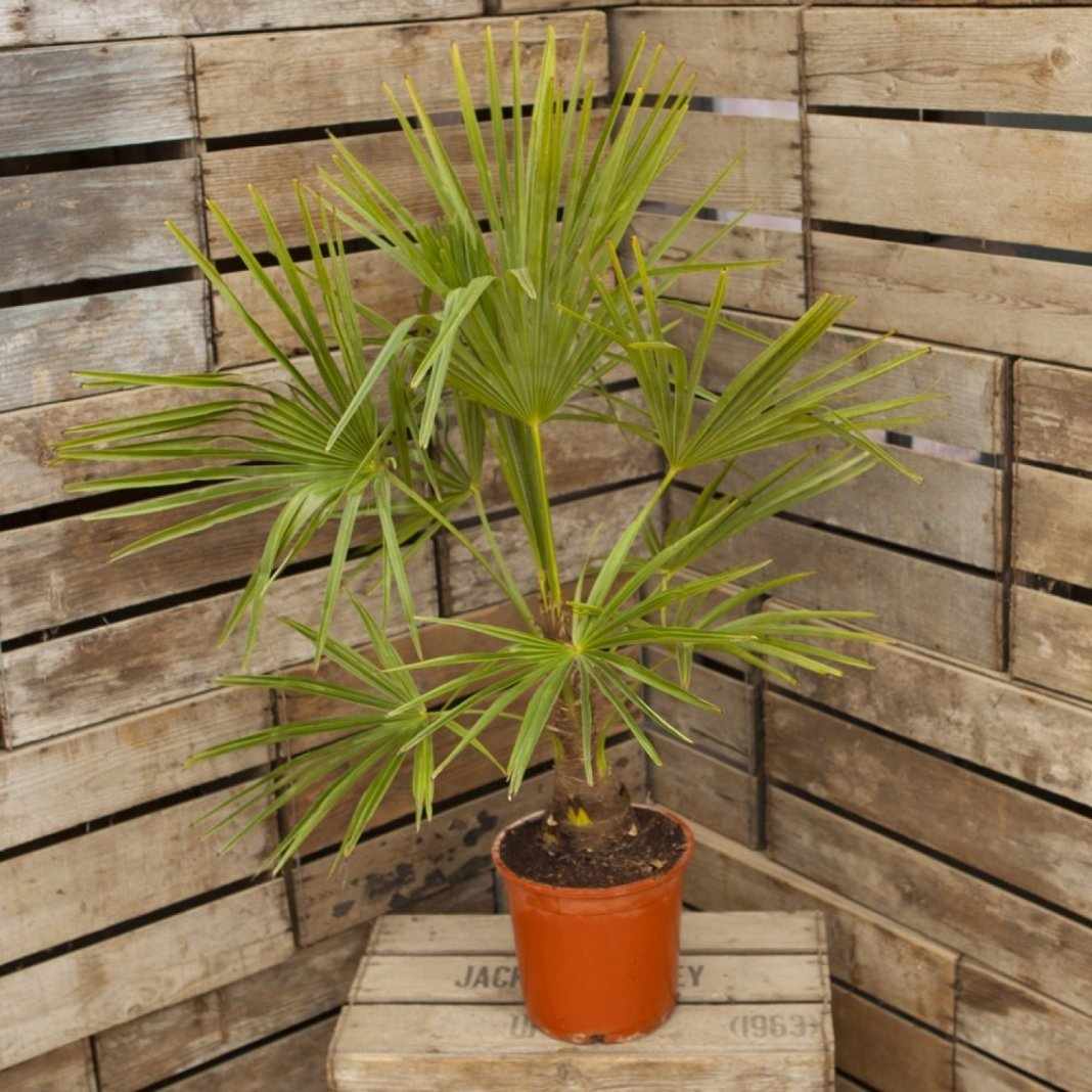 Трахикарпус — фото пальмы, уход в домашних условиях, посадка, болезни