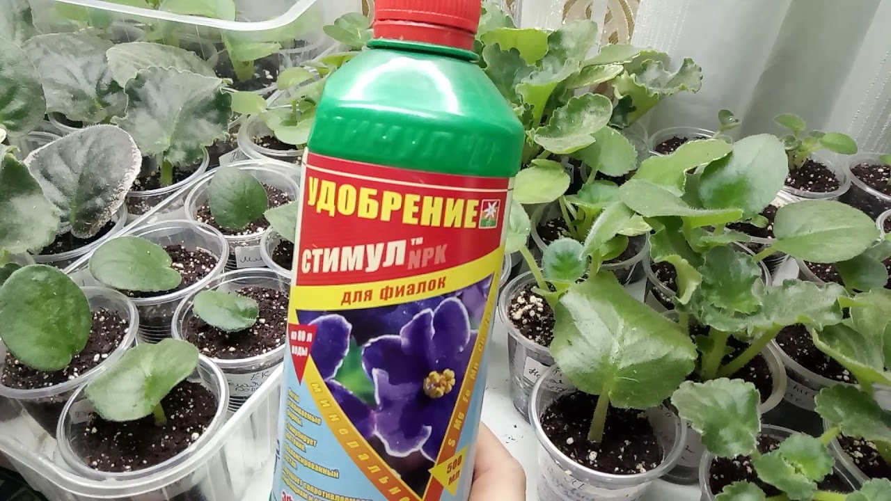 Правила применения фаско для стимуляции цветения комнатных растений