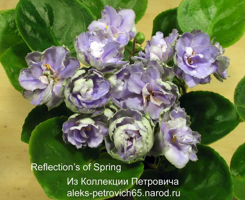 Фиалка reflections of spring фото и описание сорта