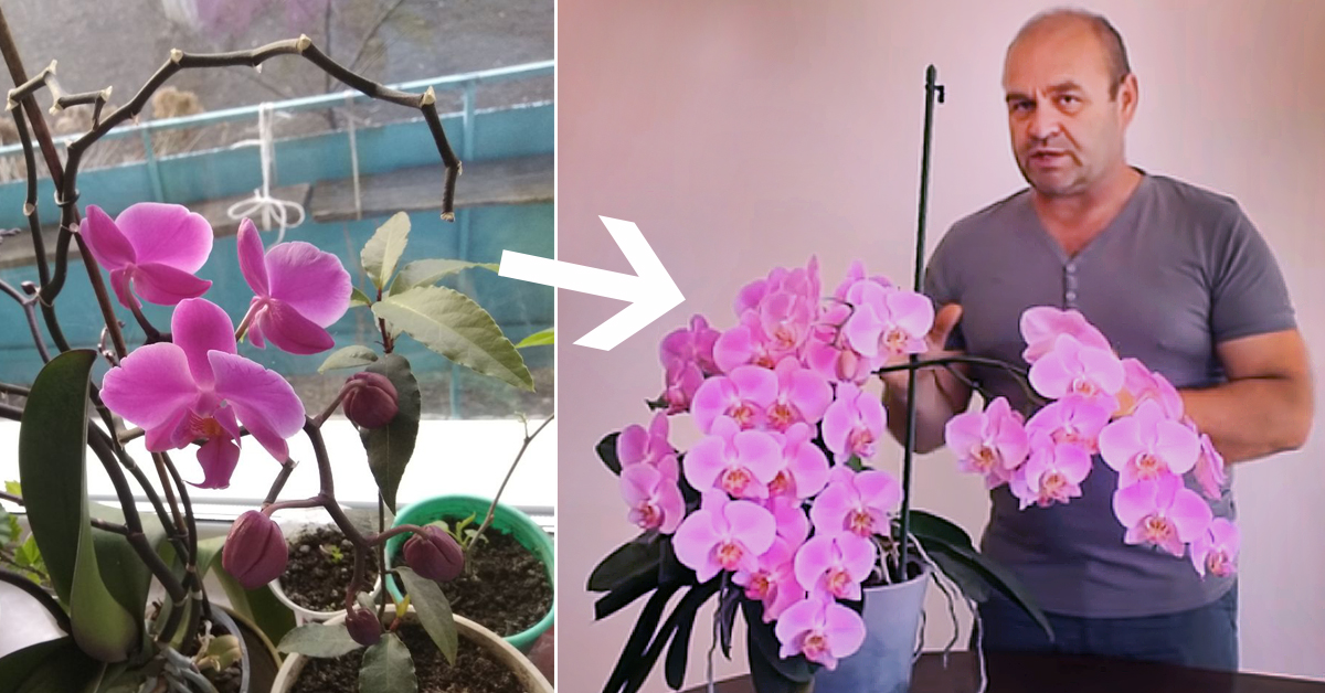Можно ли пересадить цветущую орхидею в домашних. Орхидея фаленопсис отцвела. Орхидея фаленопсис цветение. Фаленопсис пересадка. Пересадка орхидеи фаленопсис.