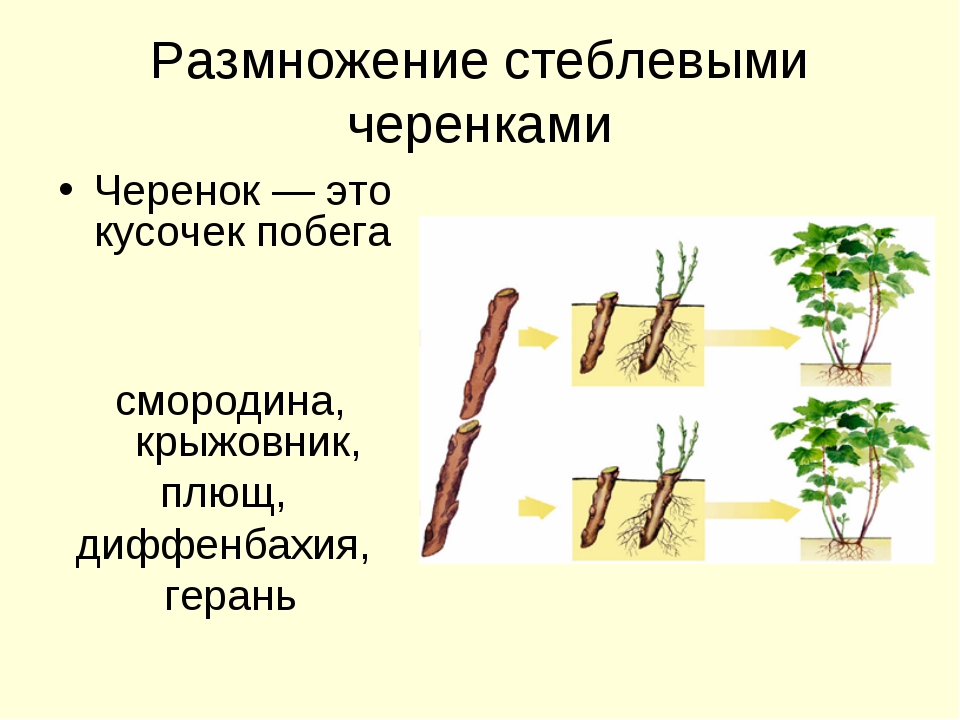 Размножение роз черенками зимой